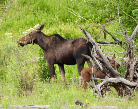 <p>native</p><p>big game</p><p>cows</p><p>juvenile = calves</p><p>smaller, no antlers, white patch near butt</p>