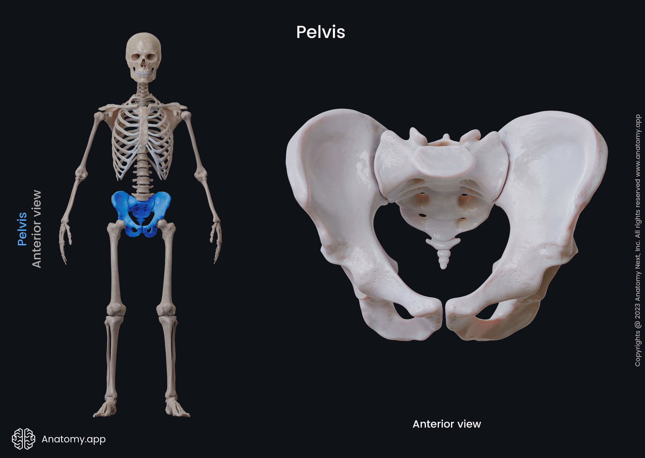 <p>The large, bony structure near the base of the spine. ๐ VISUAL LOCATION: ๐ค The large, bowl-shaped structure at the hips where the legs attach.</p><img src="https://upload.wikimedia.org/wikipedia/commons/thumb/c/cb/Pelvic_girdle.png/500px-Pelvic_girdle.png" data-width="50%" data-align="center" alt="Pelvis Location" style="display: block; width: 50%; margin-left: auto; margin-right: auto;"><p></p>