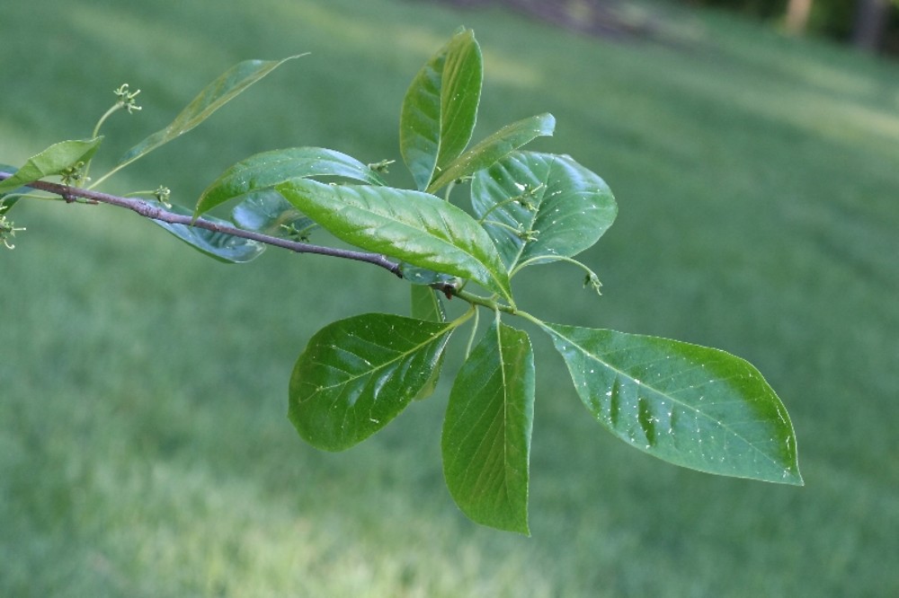 <p>They tend to cluster more densely toward the <strong>tips of branches</strong>,</p>