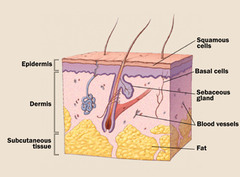 <p>epidermis (epi = above), dermis, and hypodermis</p>
