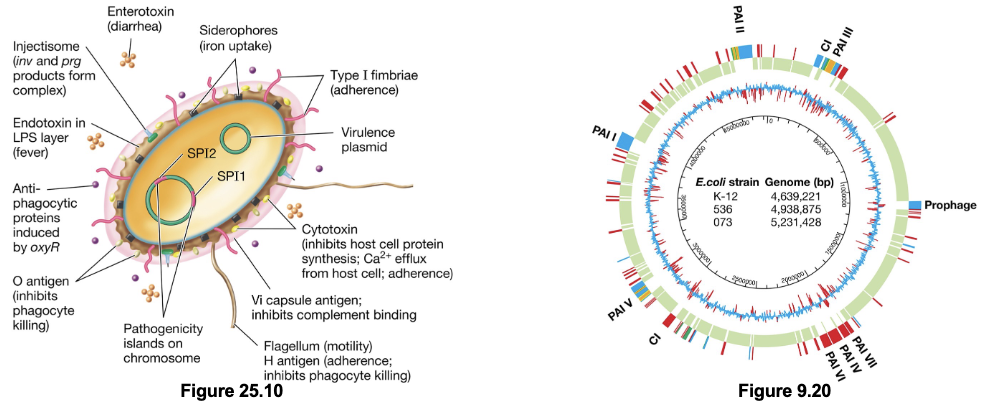 <ul><li><p>Chromosomal virulence factor genes are clustered together in regions known as pathogenicity islands; facilitates their spread by HGT as they are excised together</p></li><li><p>Many (and possibly most) virulence factor genes are located on plasmids, further facilitating HGT events</p></li><li><p>Some virulence genes are derived from non-bacterial sources and are found within prophage DNA (viral origin)</p></li></ul><p></p>