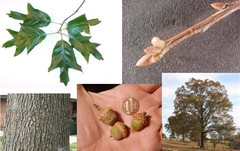 <p>Fagaceae - Quercus falcata</p>