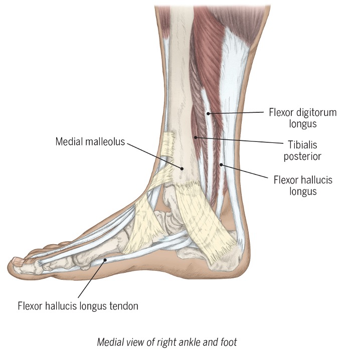 <ul><li><p><span>Tibialis posterior</span></p></li><li><p><span>Flexor digitorum longus</span></p></li><li><p><span>Flexor hallucis longus</span></p></li></ul><p></p><p></p><p>» invert foot</p><p>» plantar flex ankle </p><p>» active when on tippy toes </p>