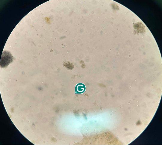 <p>identify</p>