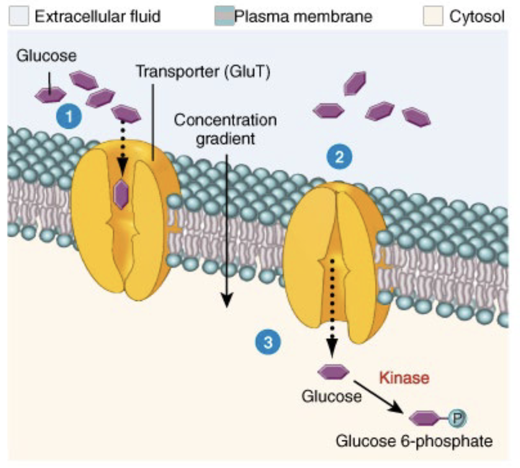 <p>Facilitated diffusion of glucose</p>