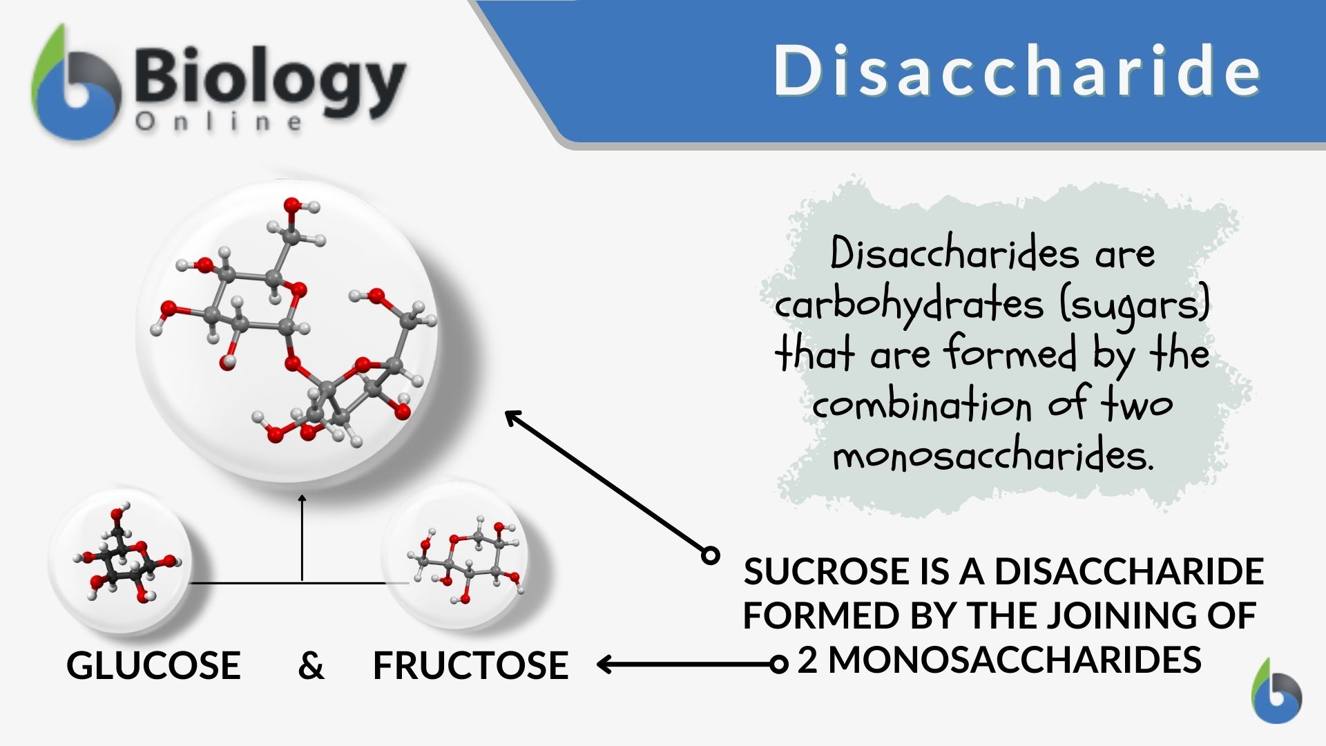 <p>A sugar molecule consisting of two monosaccharides joined together by a glycosidic bond.</p>