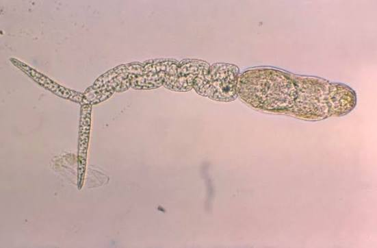 <p>Identify: Found in water.</p>