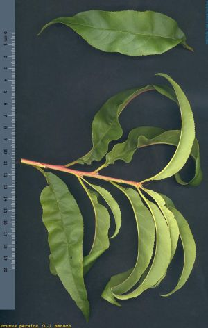 term image