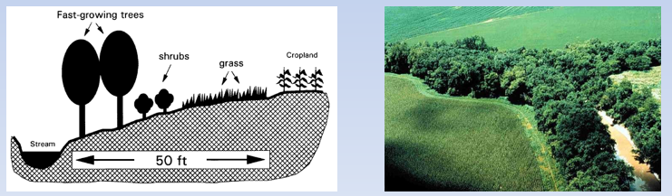 <p><span>Vegetated areas adjacent to waterways, drainage canals, lakes, etc., that serve to reduce nutrient, sediment and other pollutant transport from uplands to surface waters → Combination grass, shrub and forested buffers work well</span></p><ul><li><p><span>Forested- woody vegetation, mostly trees adjacent to streams; deep tree roots can take up runoff</span></p></li><li><p style="text-align: left;"><span>Shrub- wax myrtles, elderberry, small, slow growing trees</span></p></li><li><p style="text-align: left;"><span>Grass- groundcover to stabilize soil, encourage sheet flow, reduces erosion</span></p></li></ul><p></p>