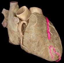 <p>identify the structure</p>