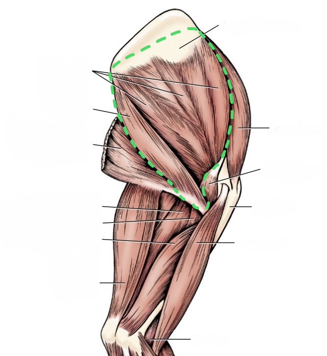 <p>subscapular</p><p>teres major</p>