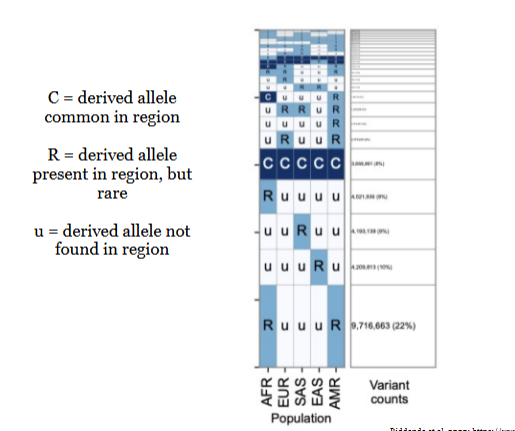 <ul><li><p>We can see taht when allels are common they are usually common everywhere</p></li><li><p>And derived alleles that are rare are usually region specific</p></li></ul><p></p>