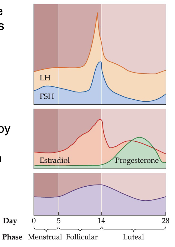 <ul><li><p>Under the influence of LH, the follicles secretion of estrogens drops rapidly</p></li><li><p>They begins to secrete progesterone, the major sex steroid of the luteal phase</p></li><li><p>Progesterone is synthesized by the granulosa cells, the same cells that had previously been converting testosterone into estradiol</p></li></ul><p></p>