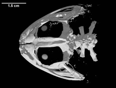 <p>parashenoid?</p>