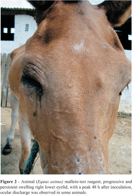 <p>Eyelid swelling with purulent ocular discharge</p>
