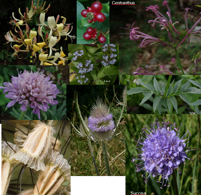 <p>Geef de familie.</p>