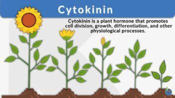 <p>primarily promote cell division (cytokinesis) in roots and shoots.</p>