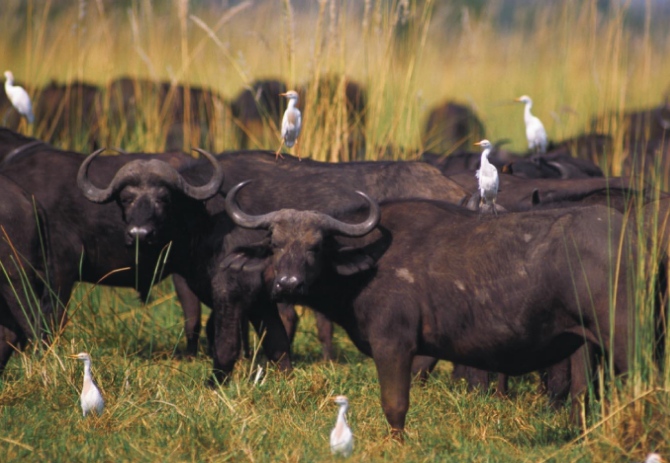 <p>One species benefits and the other is apparently unaffected</p>