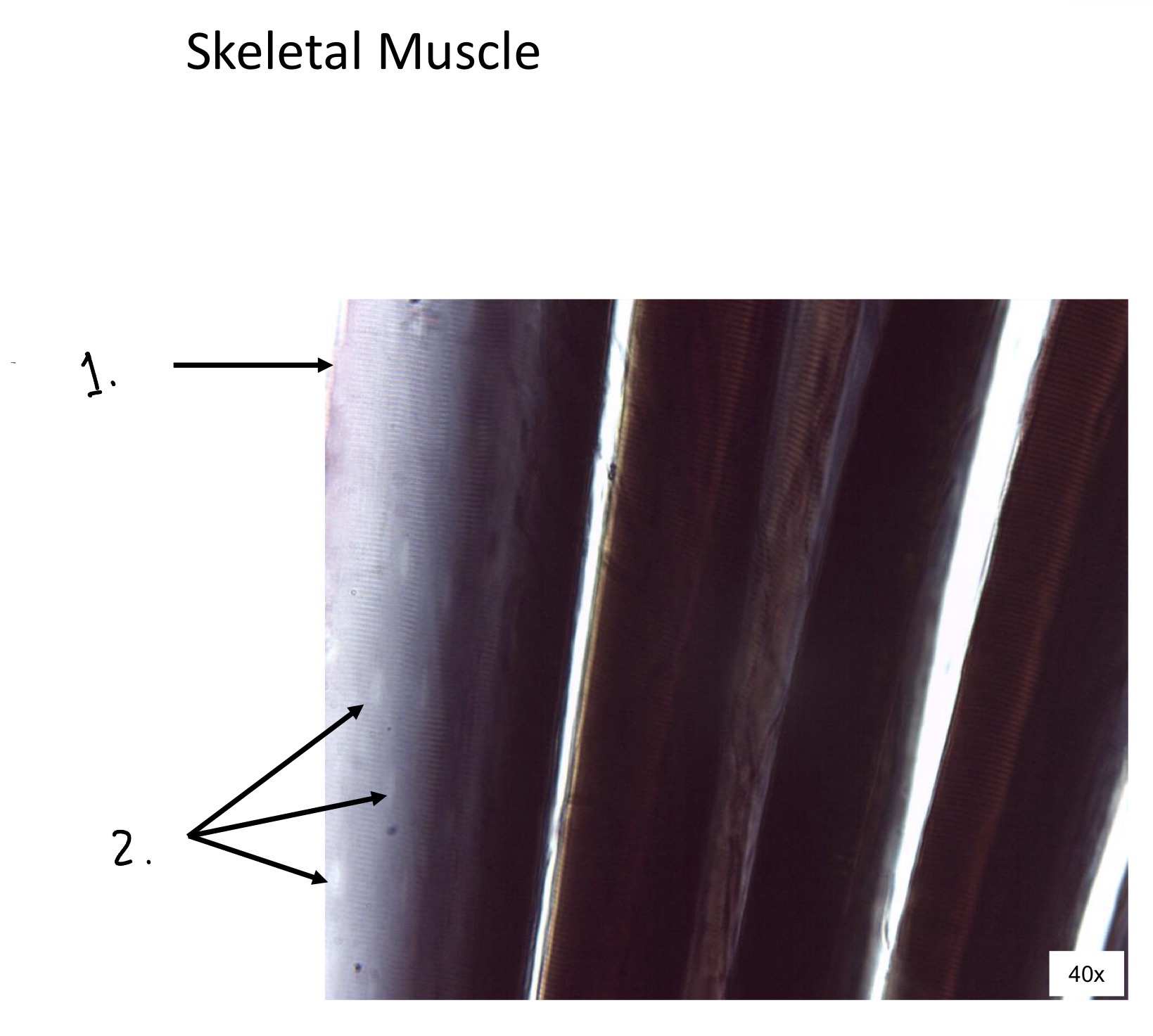term image
