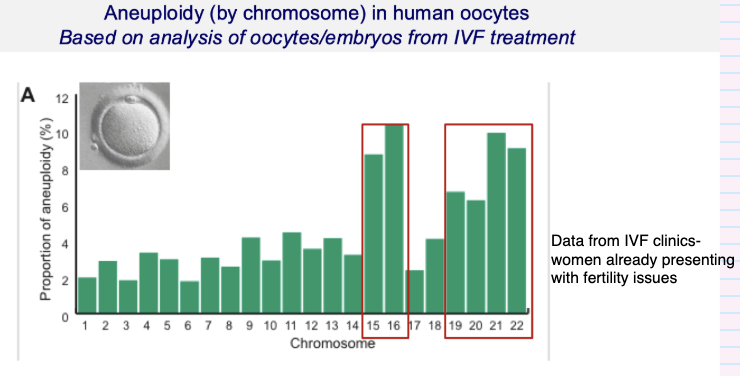 <ul><li><p>Yes — <strong>error rates vary by chromosome</strong></p></li><li><p>Some chromosomes are <strong>more prone to errors</strong> (e.g. highlighted ones)</p></li><li><p>No chromosome is error-free</p></li><li><p>Based on <strong>IVF embryo/oocyte data</strong></p><ul><li><p>Identified from embryos that failed to progress</p></li><li><p>Shows which chromosomes most likely to go wrong</p></li><li><p>Data from IVF populations (fertility issues)</p></li></ul></li></ul><p></p>