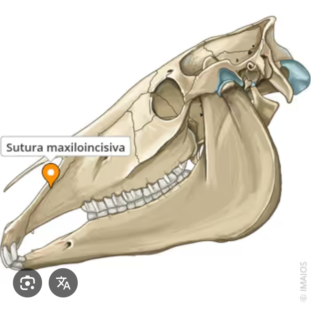 <p>sutura maxiloincisiva</p>