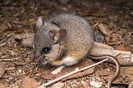 <p>Large ears, large dark eyes, pointed snouts, and long sharpely bicolored tails usually equal to or greater than body length. Fur soft, often reddish-brown to gray above with white underparts and feet. </p>