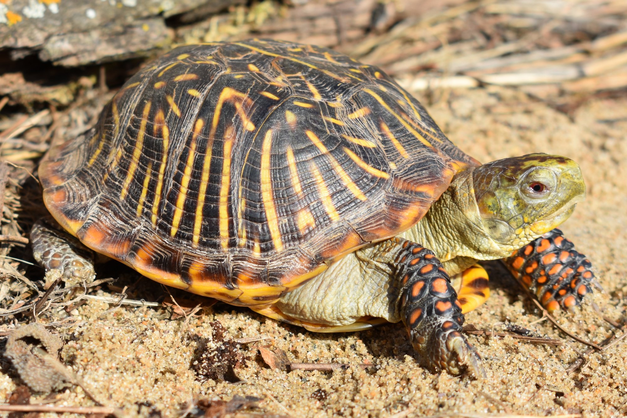 <p>Ornate Box Turtle (<em>Terrapene ornata</em>)</p>