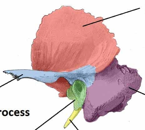 <p>Hoe heet het paarse deel? </p>