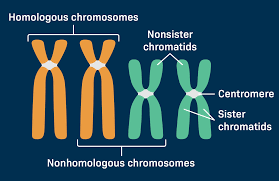 <p>Homologous Chromosomes</p>
