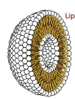 <p><strong>spherical</strong> lipid <strong>bilayers</strong> with an<strong> internal aqueous compartment</strong> and a <strong>hydrophobic layer</strong> in the <strong>middle</strong></p>