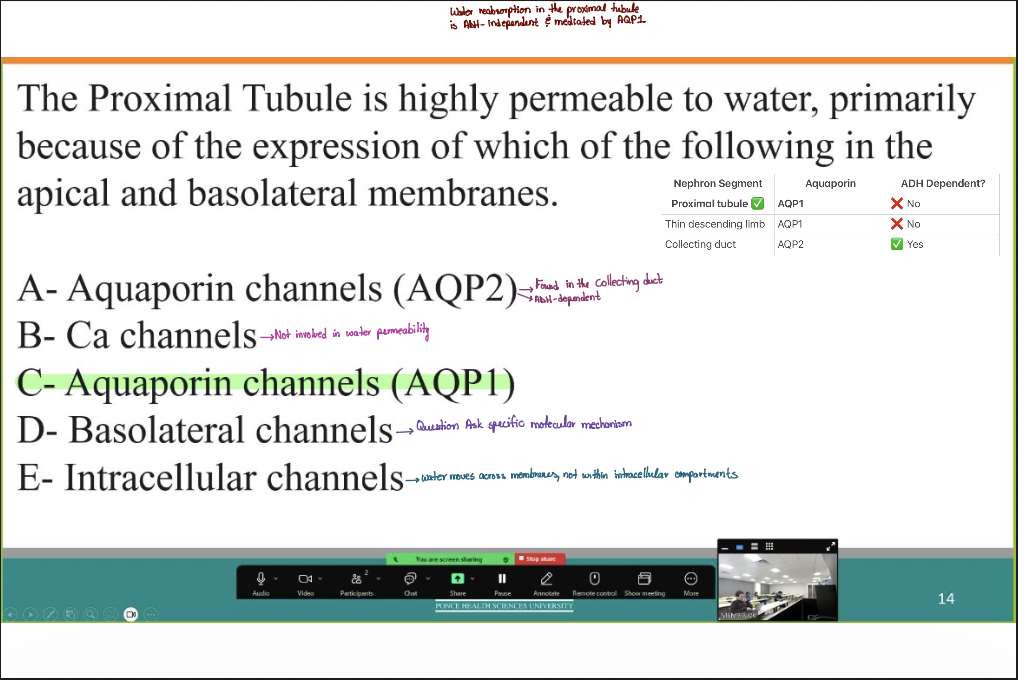 <p>C- Aquaporin channels (AQP1)</p>