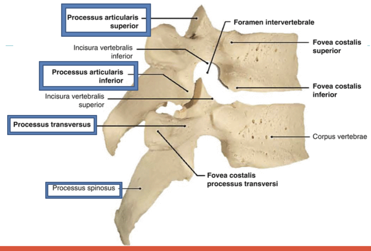 <p><span>Wat is processus spinosus</span></p>