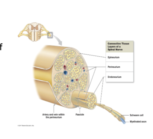 <p>Structure of a peripheral nerve</p>