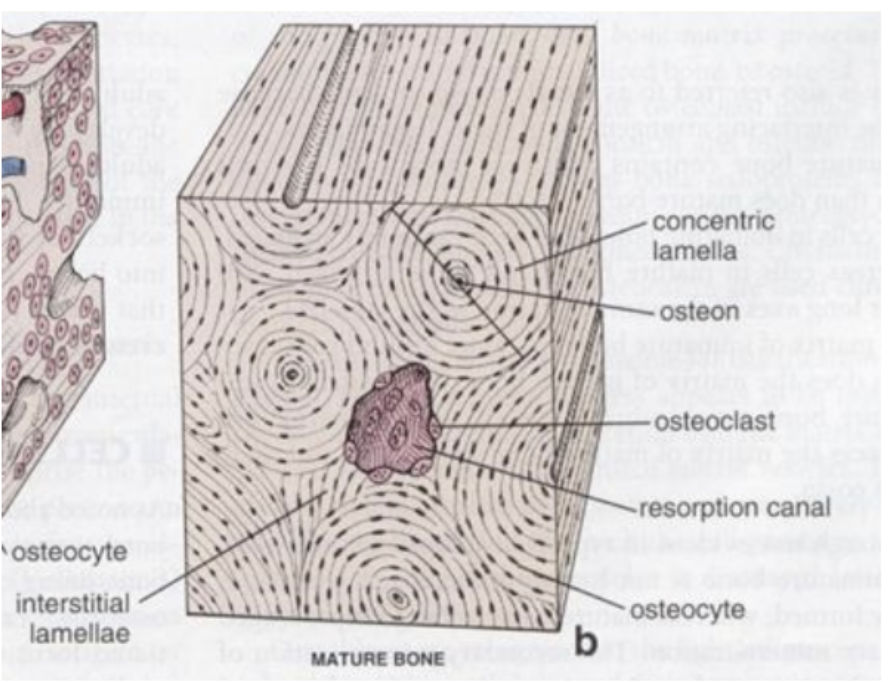 <p>Mature bone… produced much slower than primary… fully formed osteons… parallel collagen orientation… higher percentage of inorganic material (mineralization) = stronger</p>