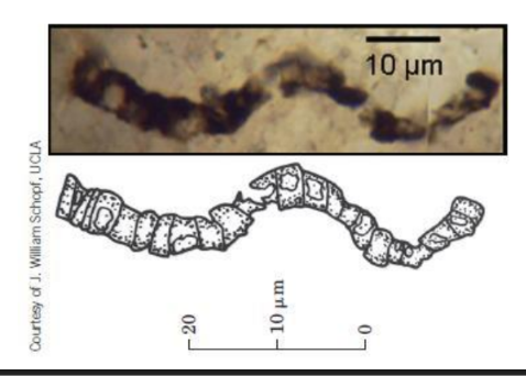 <p>Age and location of oldest known fossil (stromatolite)</p>
