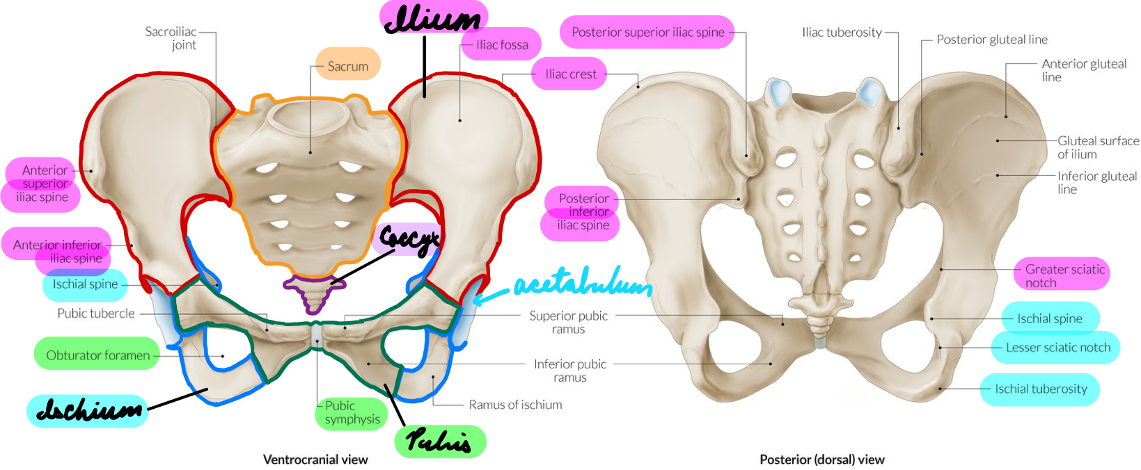 <p>Anteromedial pelvic girdle + anterior acetabulum</p><p>Pubic Symphysis: Fibrocartilaginous joint between left + right pubic bones</p><p>Obturator Foramen: Anterior aspect</p>