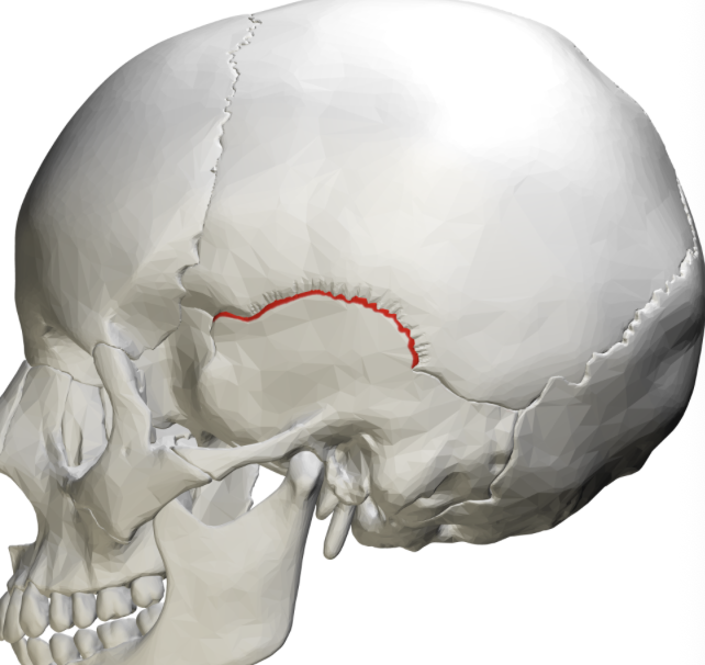 <p>a paired, arched cranial joint on the side of the skull that connects the temporal bone to the parietal bone</p>