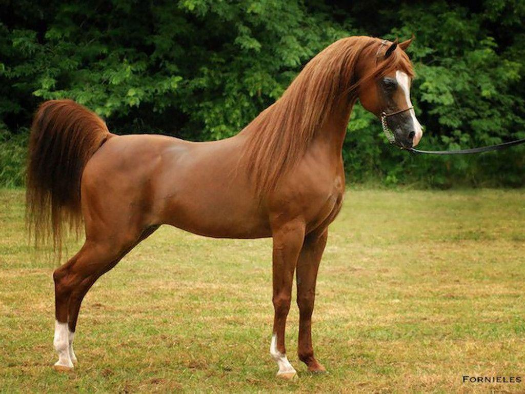 <p>Arabian</p>