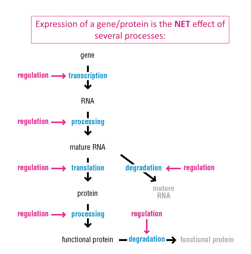 <p>No, it requires it is the NET effect of several processes:</p><p><strong>Product processing, Product degradation, and Regulation</strong></p>