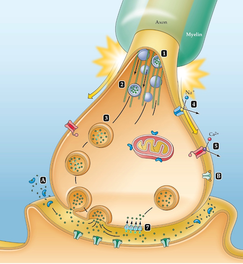 <p>Which substance competes with the neuromodulator adenosine? And where on this figure would it act? </p>
