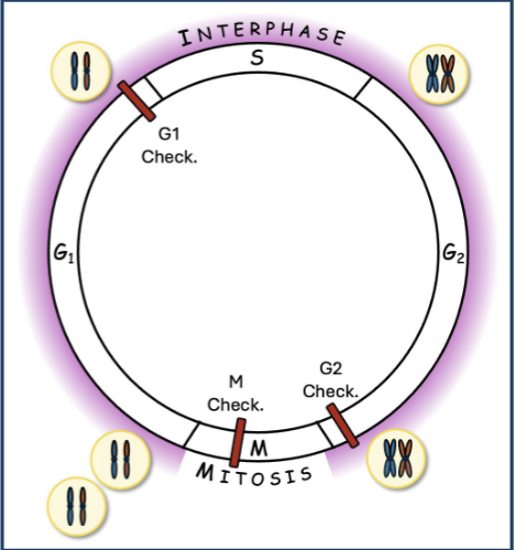 <p>G1: Cell grows</p><ul><li><p>Each cell has one chromatid per chromosome.</p></li><li><p>G1 CHECKPOINT: </p></li></ul><p>S: DNA synthesis.</p><p>G2: Cell grows</p><ul><li><p>Each cell has two chromatids per chromosome.</p></li></ul><p></p>