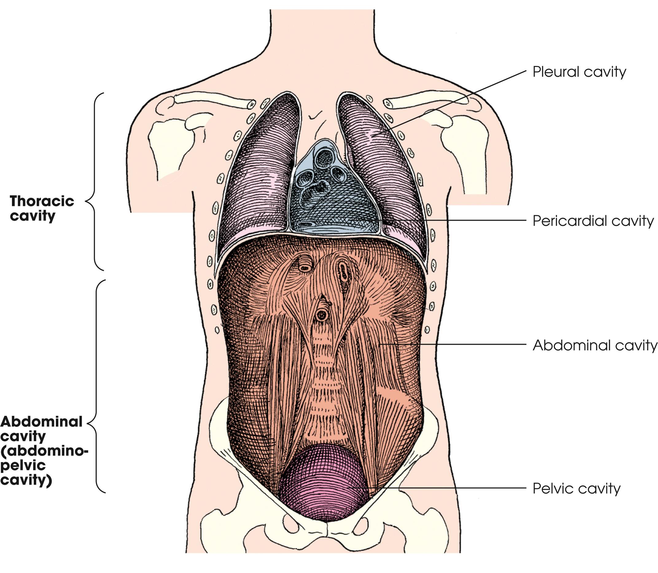 <p>thoracic and abdominal cavities. The thoracic cavity is subdivided into a pericardial segment and two pleural portions. Although the abdominal cavity has no intervening partition, the lower portion is called the pelvic cavity. Some anatomists combine the abdominal and pelvic cavities and refer to them as the abdominopelvic cavity.</p>