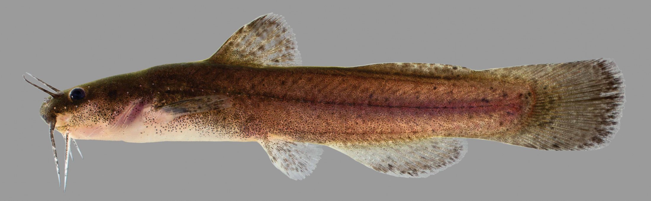<p>What is the scientific name for Speckled Madtom?</p>