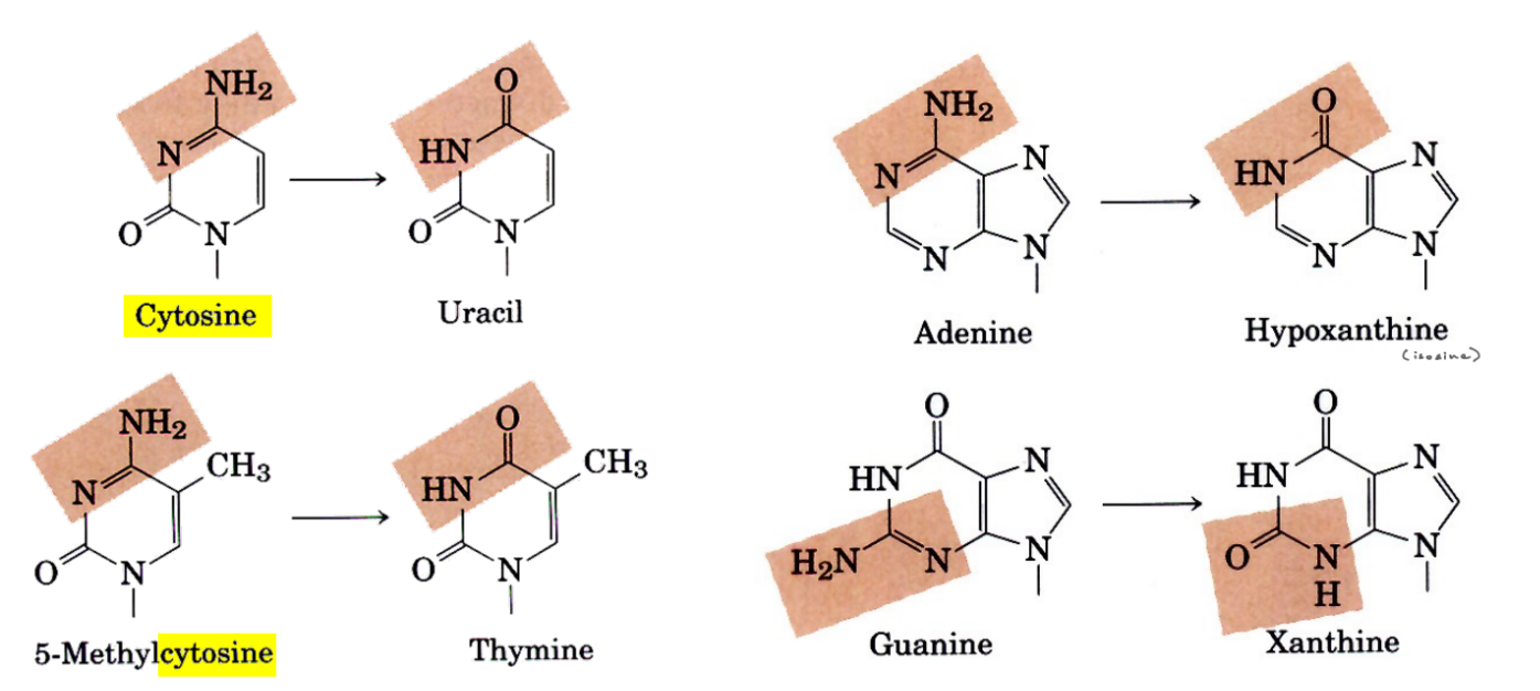 <p>thymine can’t be deaminated b/c <u>thymine has no amine group</u> to replace w/ carbonyl group</p><p>__</p><p><strong><u>C → U</u></strong></p><p><strong><u>C<sup>5-me </sup>→ thymine</u></strong></p><p><strong><u>A → hypoxanthine</u></strong></p><p><strong><u>G → xanthine</u></strong></p><p></p>