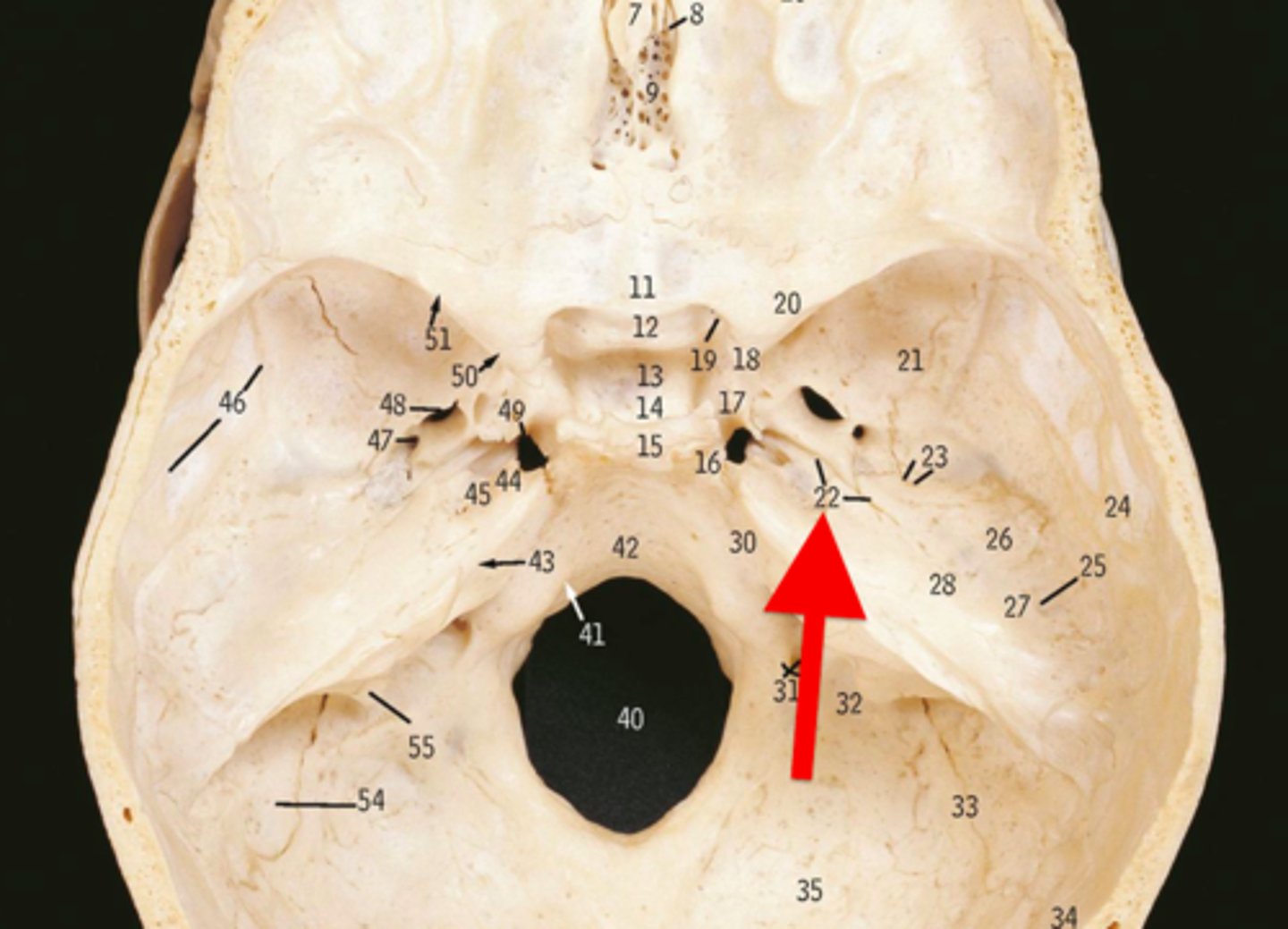 knowt flashcard image