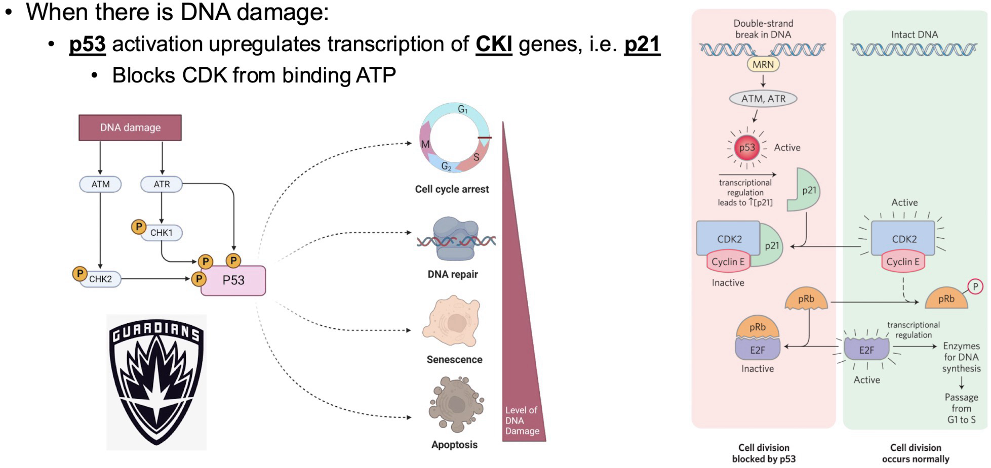 <p>When DNA is damaged, <strong>p53</strong> is activated and upregulates transcription of CKI genes (i.e. p21), which blocks CDK from binding ATP </p><p>p53 also upregulates cell cycle arrest proteins and DNA repair proteins</p><p>If damage cannot be repaired, p53 activates senescence</p><p>If the cell is unviable p53 activates apoptosis pathway</p>