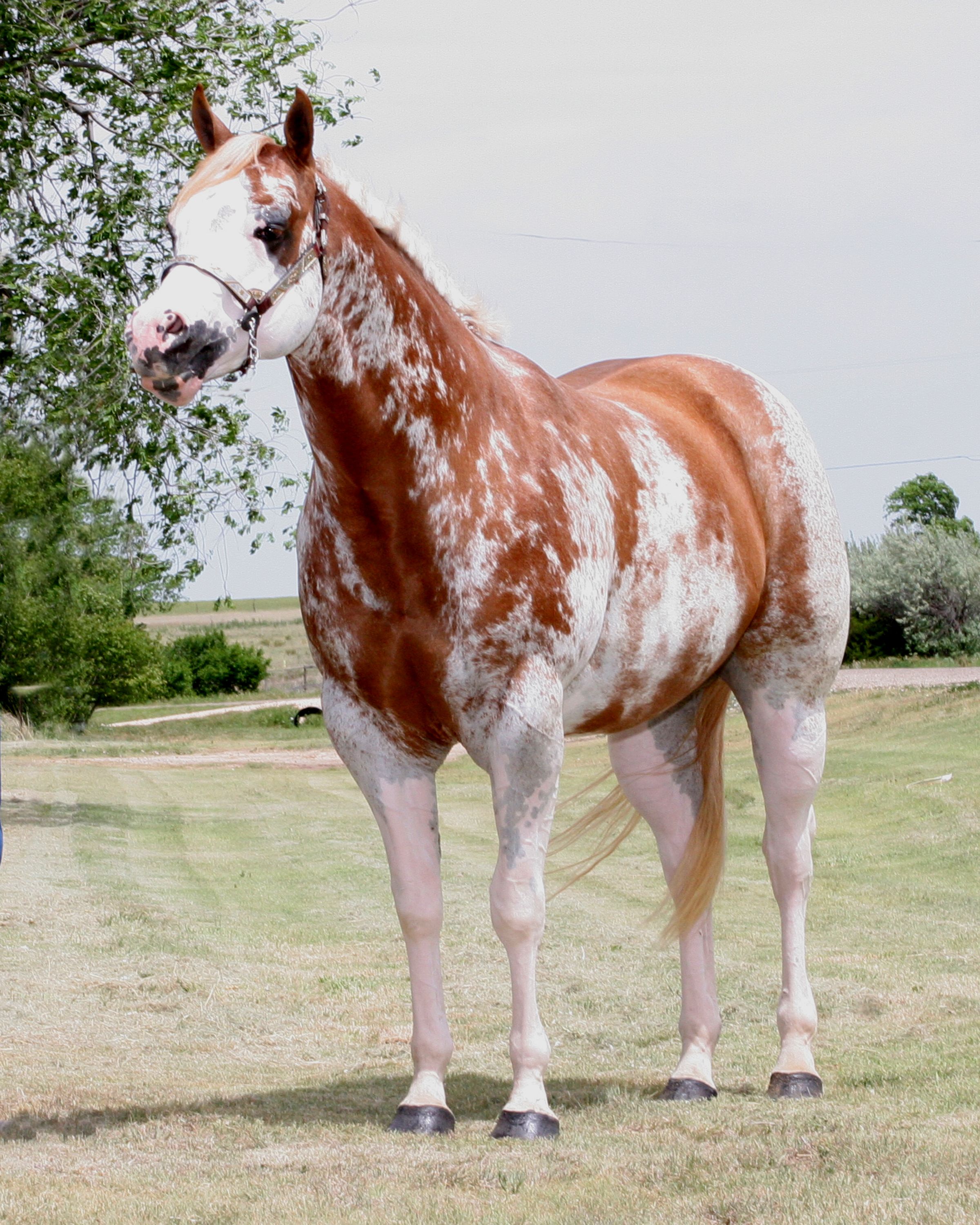 <p>Spotting pattern often has white high on the legs, extensive white markings of the face and belly splashes.</p>