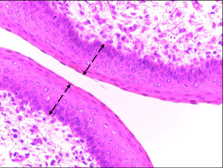 <p>Name the tissue </p>
