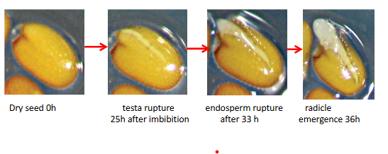 <ul><li><p>Seed dormancy increases the chances that germination will occur at a time and place most advantageous to the seedling.</p></li><li><p>The breaking of seed dormancy often requires environmental cues, such as moisture, temperature, or lighting changes. Environmental cues set off biochemical and genetic cascades that promote seed germination.</p></li><li><p>Most seeds remain viable after a year or two of dormancy, but some last only days, and others can remain viable for centuries</p></li><li><p>Germination depends on imbibition: the uptake of water due to low water potential of a dry seed. As seed expands, cell walls begin to rupture. </p></li><li><p>The radicle (embryonic root) emerges first. The developing root system anchors the plant. Next, shoot tip breaks through soil surface.</p></li></ul><p></p>