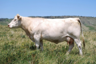 <p>Charolais</p>